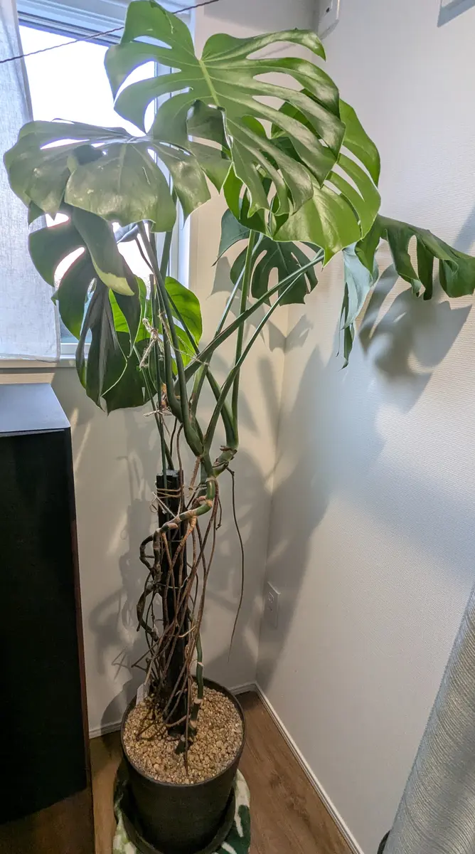 モンステラの仕立についての質問です。ホームセンターで1年ほ