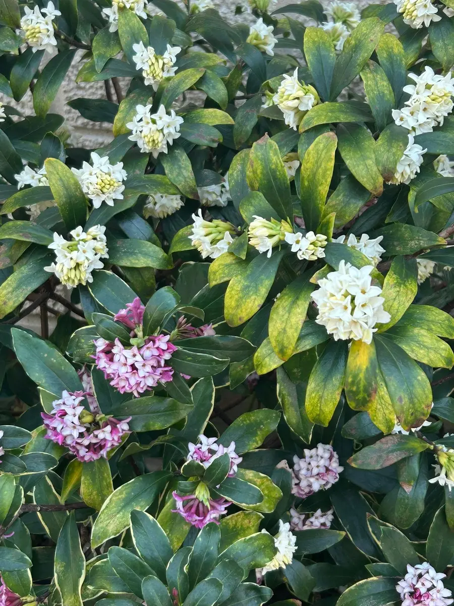 沈丁花を8号鉢で南ベランダで育てて5年目くらいになります。乾