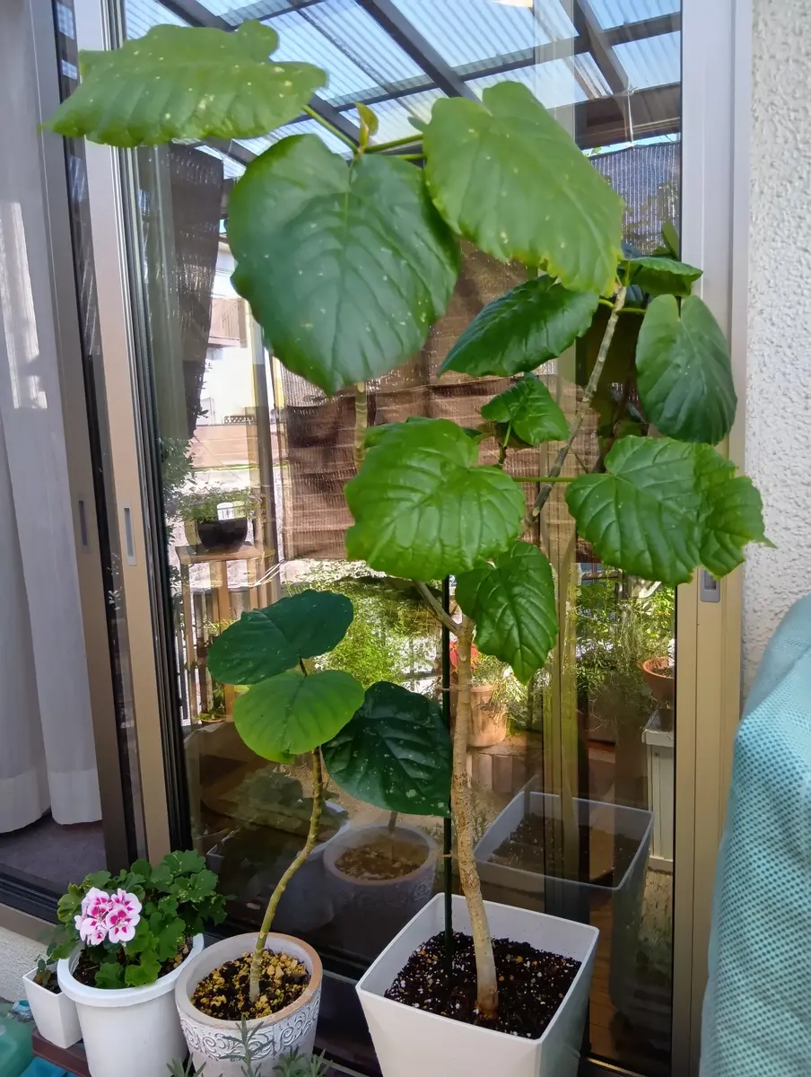 うんべらーた img_cache_q_40404_1_1730090302