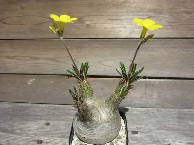 パキポディウム グラキリス」の花芽についてこんにちは！｜園芸相談