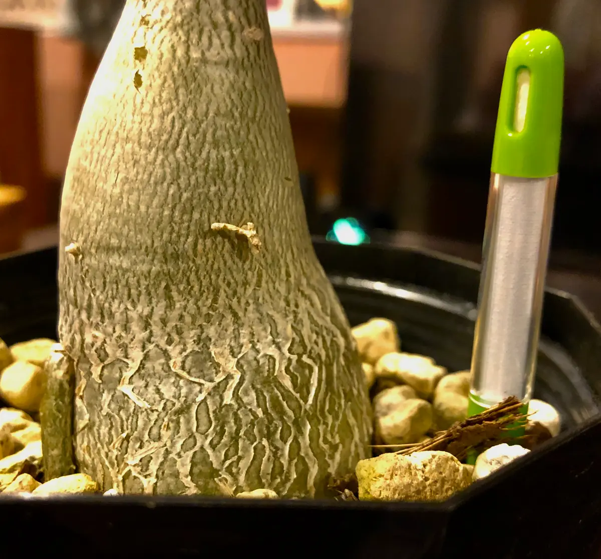 プルメリア初心者です。5月に冬眠から目覚めた鉢を屋外に出し｜園芸