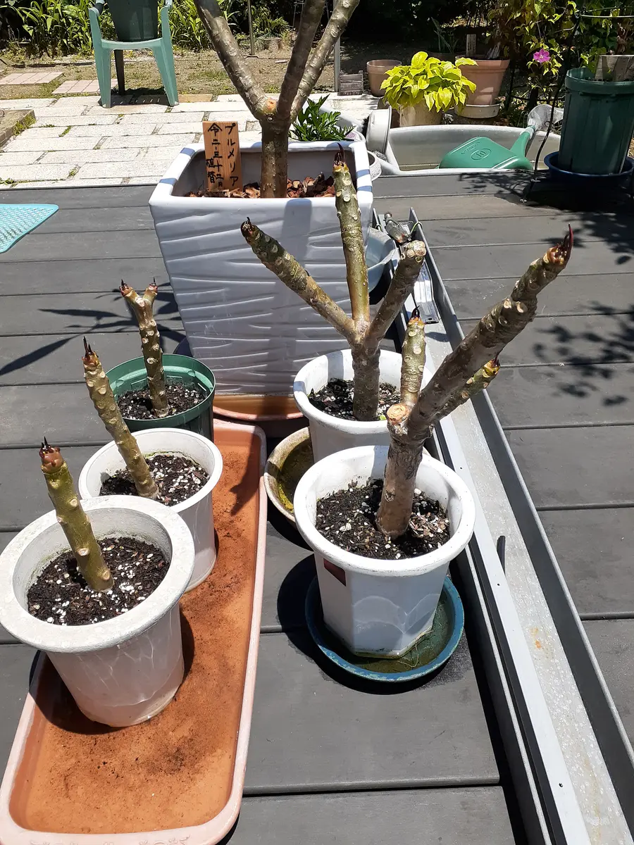 プルメリア初心者です。5月に冬眠から目覚めた鉢を屋外に出し｜園芸