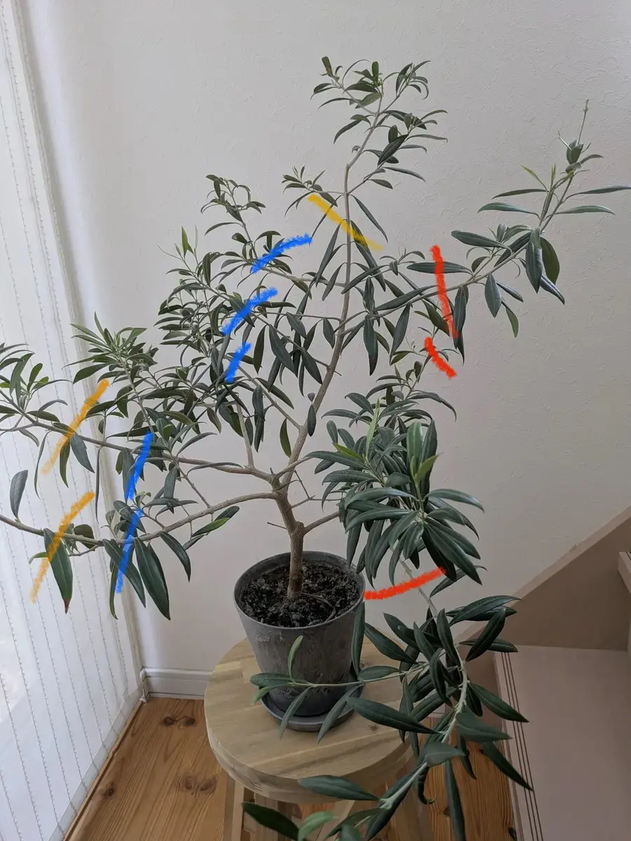 お家の中で育てているオリーブの枝が伸びてきていて、場所に困