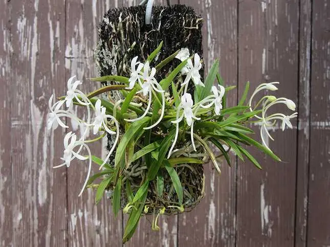 以前からあった風蘭(放置状態…)をもっとキレイに飾ってあげた｜園芸