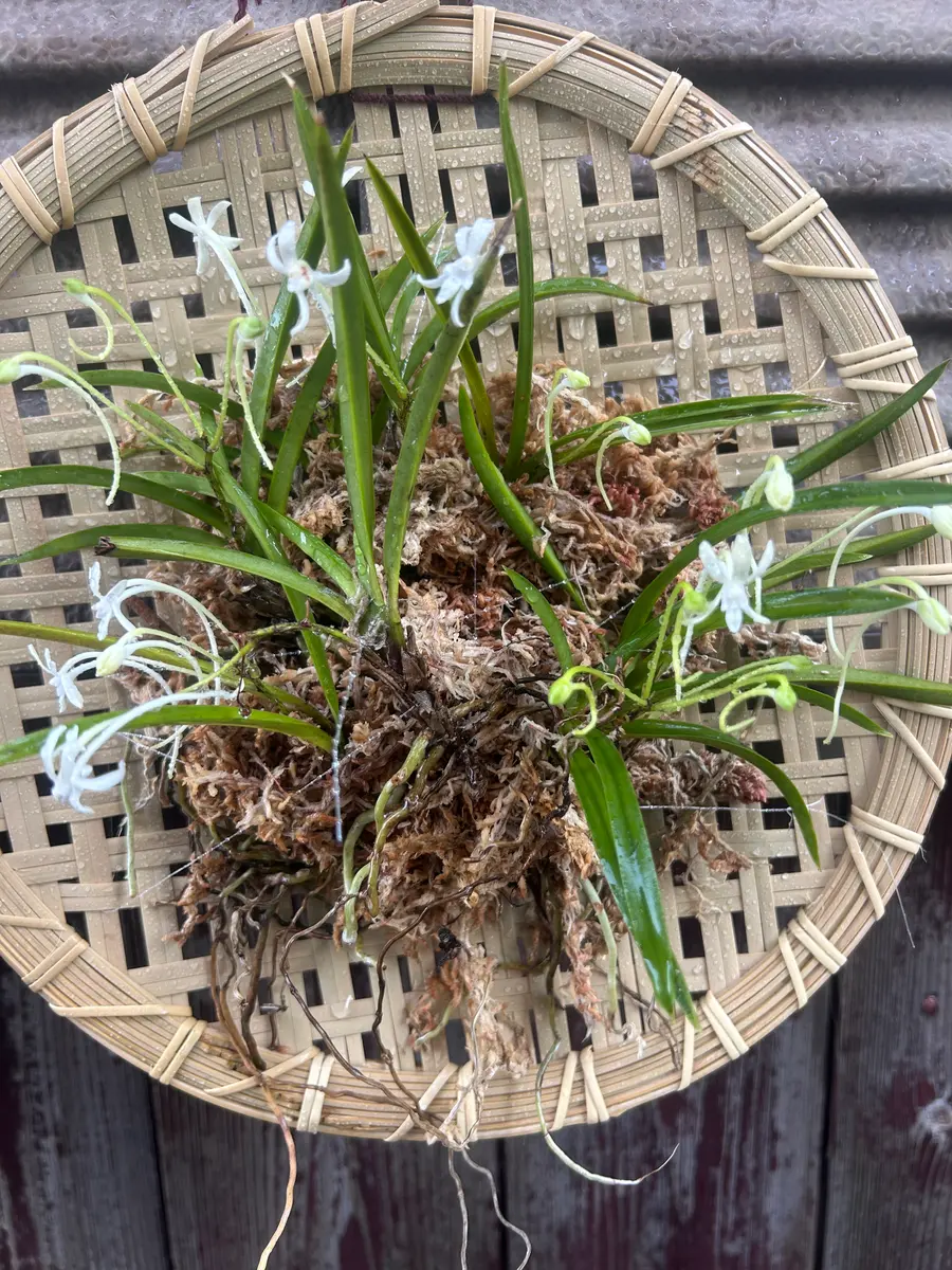 以前からあった風蘭(放置状態…)をもっとキレイに飾ってあげた｜園芸