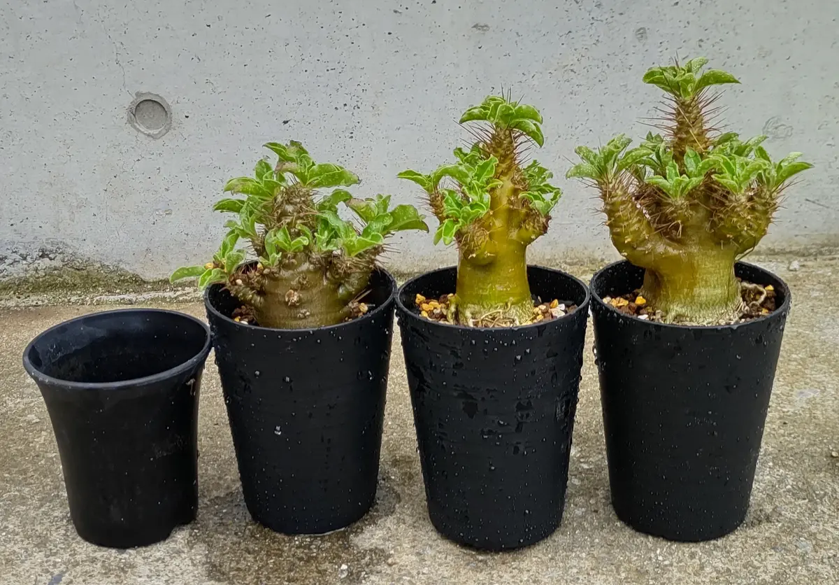 新着パキポデュウム品種不明株 パキポディウム 品種不明 | mana's farm:塊根植物・アガベ