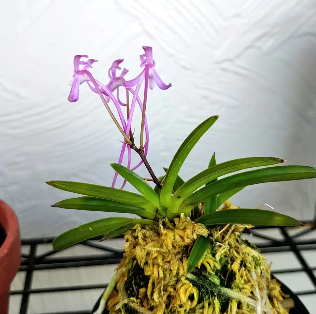 以前からあった風蘭(放置状態…)をもっとキレイに飾ってあげた｜園芸