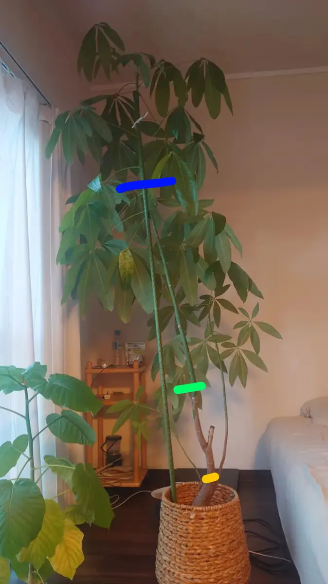 パキラについて相談です。もともと4本編込みだったのですが、｜園芸