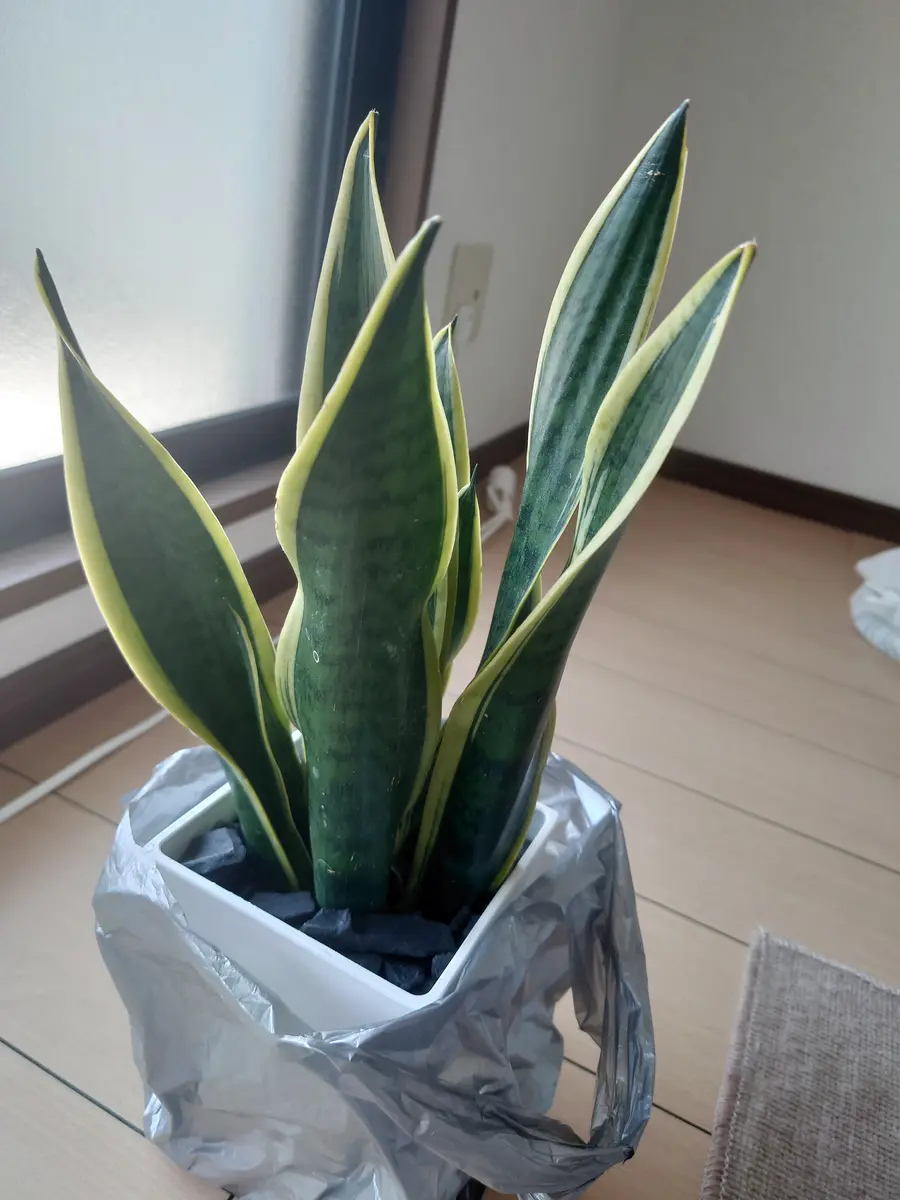 サンスベリアについて質問お願いします。今年の6月に抜き苗で｜園芸