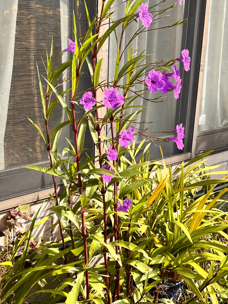 花の名前知りたいのですが、教えてください。よろしくお願いし