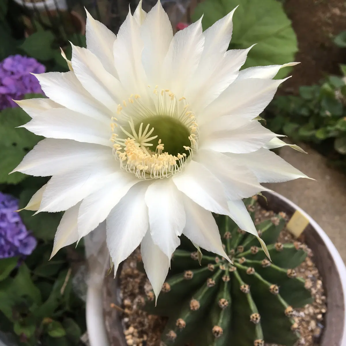決定しました)☆26＜花芽3個付き＞ 桃花短毛丸 縦9.2cm×横9cm 短毛丸