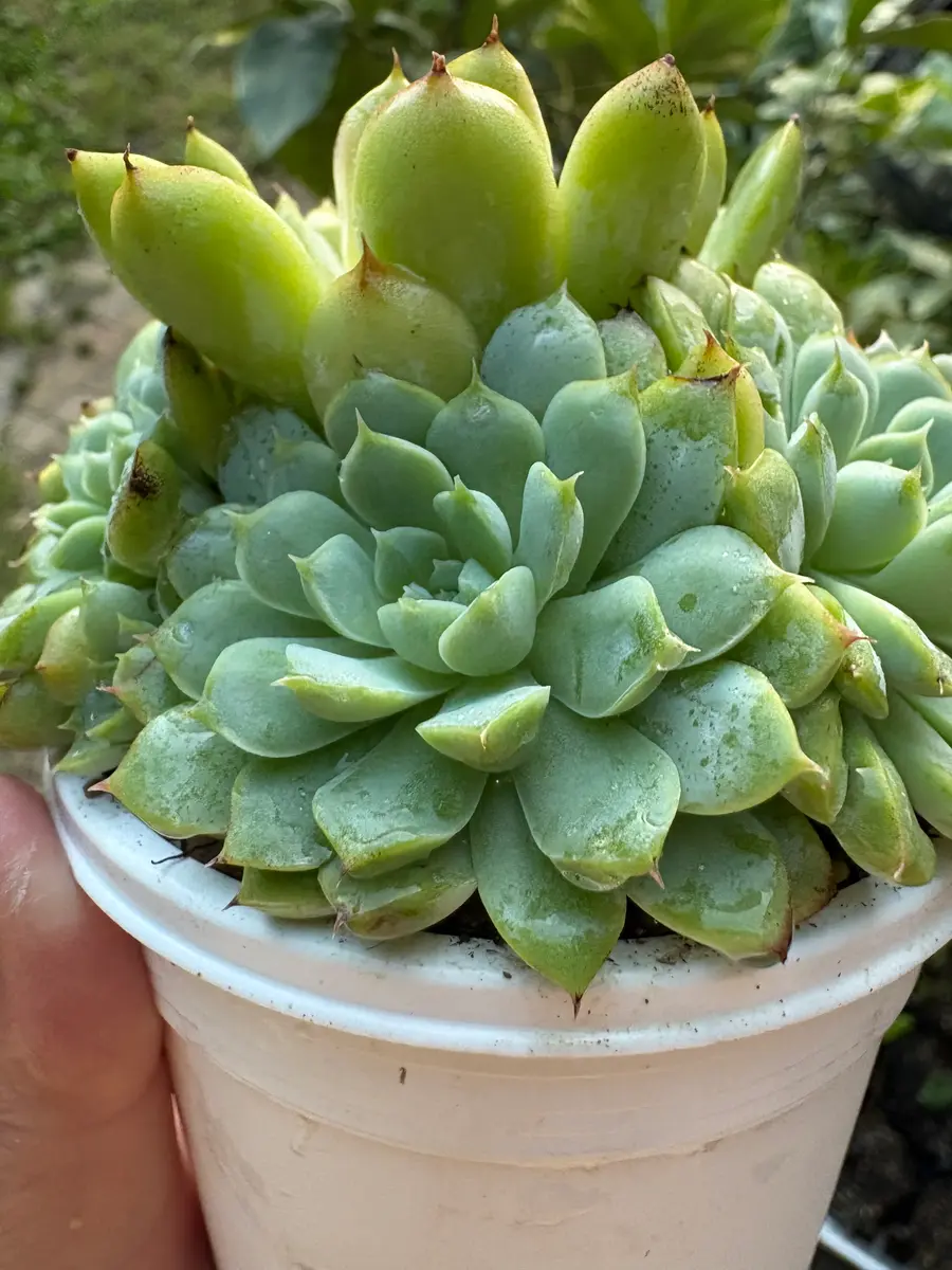 教えて下さい。このエケベリアの名前は、バニラエレガンスで合