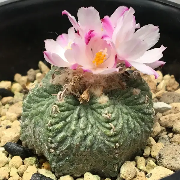 花サボテン、長盛丸、花盛丸、短毛丸、 花の詩ずかん サボテン 花盛丸