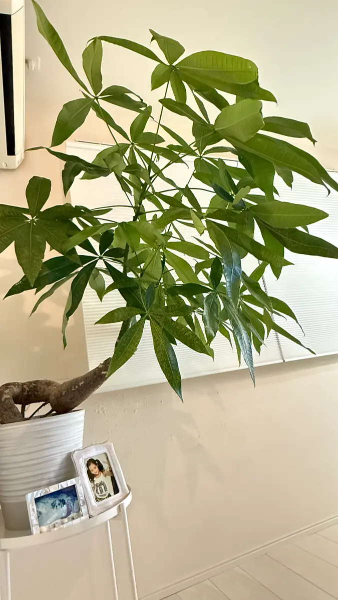 パキラ　高さ2m お引き取り パキラ 高さ2m お引き取り 観葉植物のプロが教える】パキラ 剪定のコツ