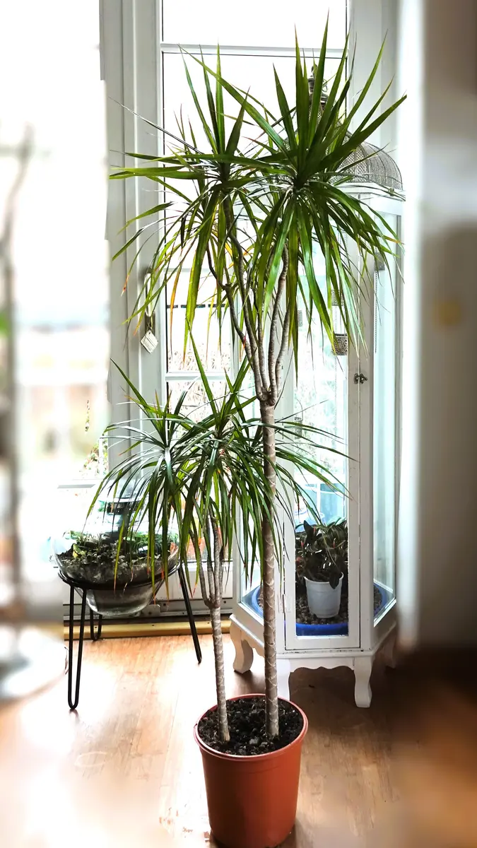 25年以上育てている観葉植物です。名前は分からなくなってしま