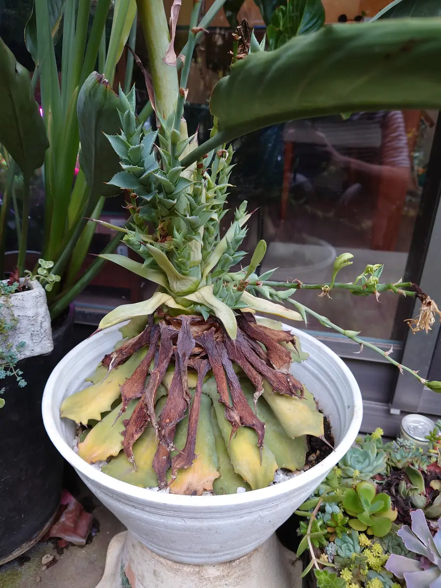 アガベ(植木)花咲きそうです アガベ(植木)花咲きそうです