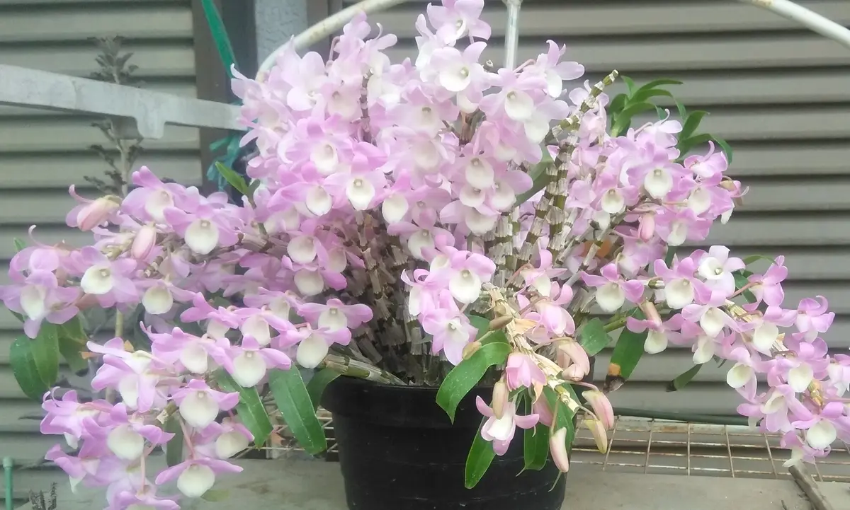 蘭が好きで育てています。胡蝶蘭、たけのこらん、セッコクなど