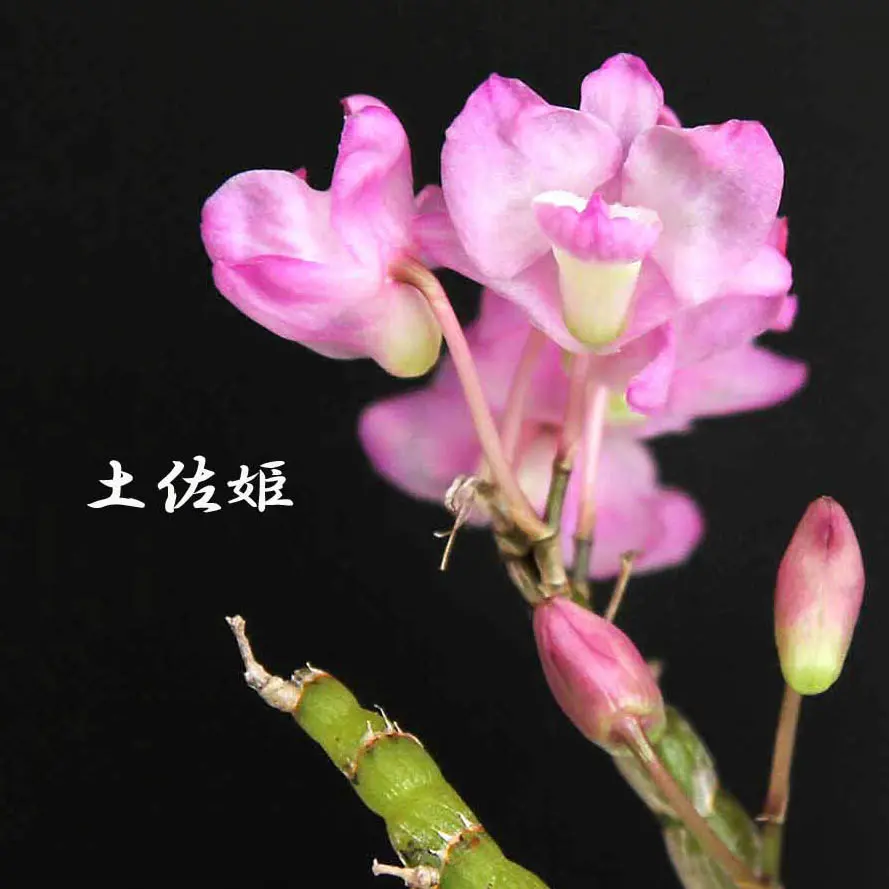 蘭が好きで育てています。胡蝶蘭、たけのこらん、セッコクなど