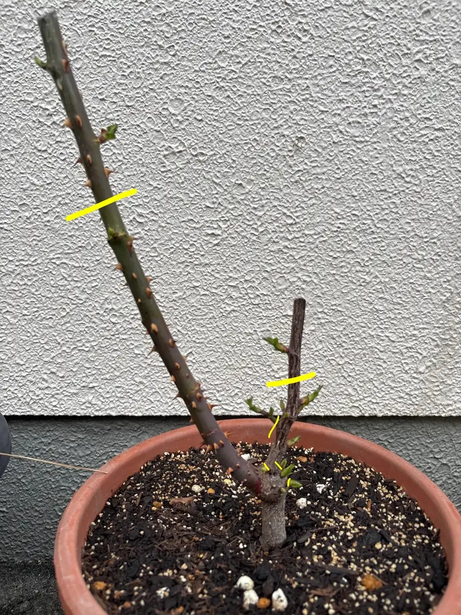 バラ　パレード　挿し木3年目 挿し木から育てて3年目のピース薔薇です。初めて冬剪定をして｜園芸