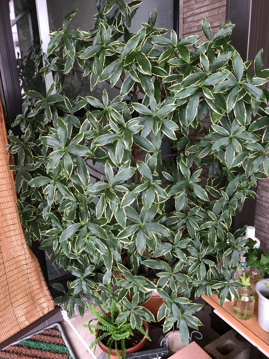 ジンチョーゲ苗木　沈丁花 の鉢植え 　鉢ごと発送 ジンチョーゲ苗木 沈丁花 の鉢植え 鉢ごと発送