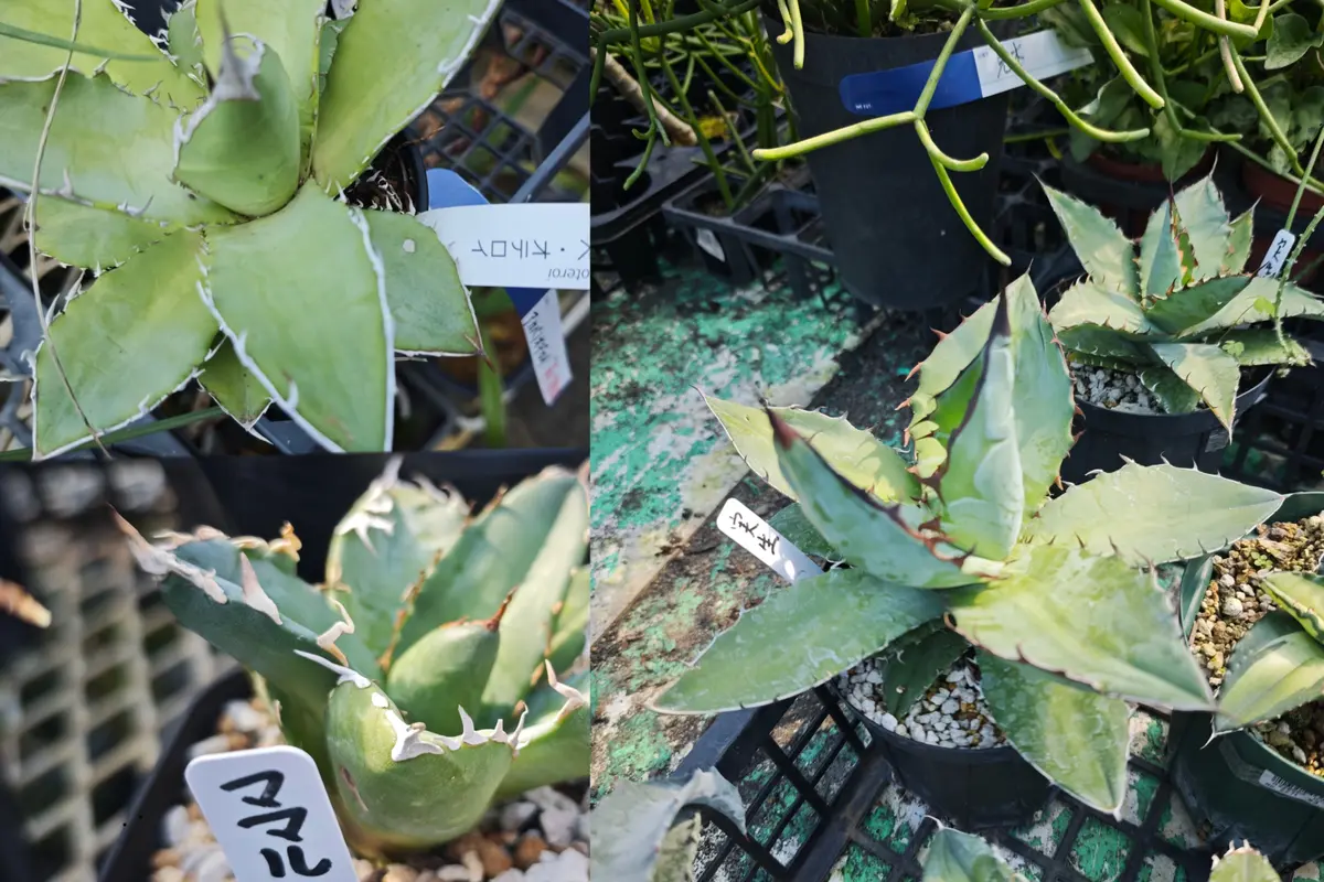 品種不明のアガベを2種育てて、特徴が出てきたので、品種が分か