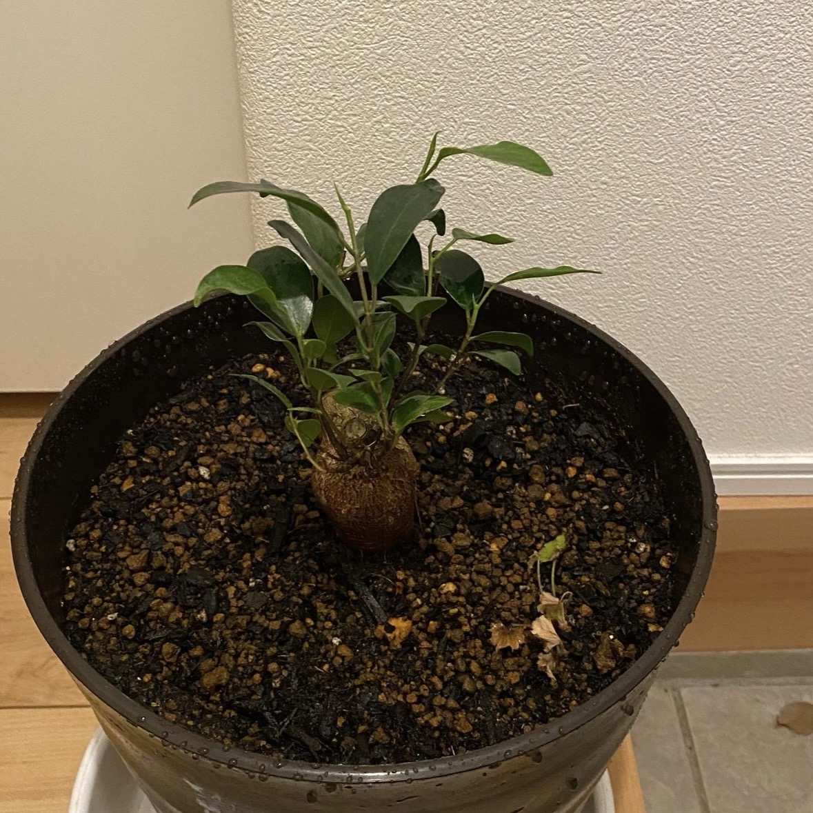 先日エバーフレッシュを4号鉢→8号鉢に植え替えてしまい、当然 
