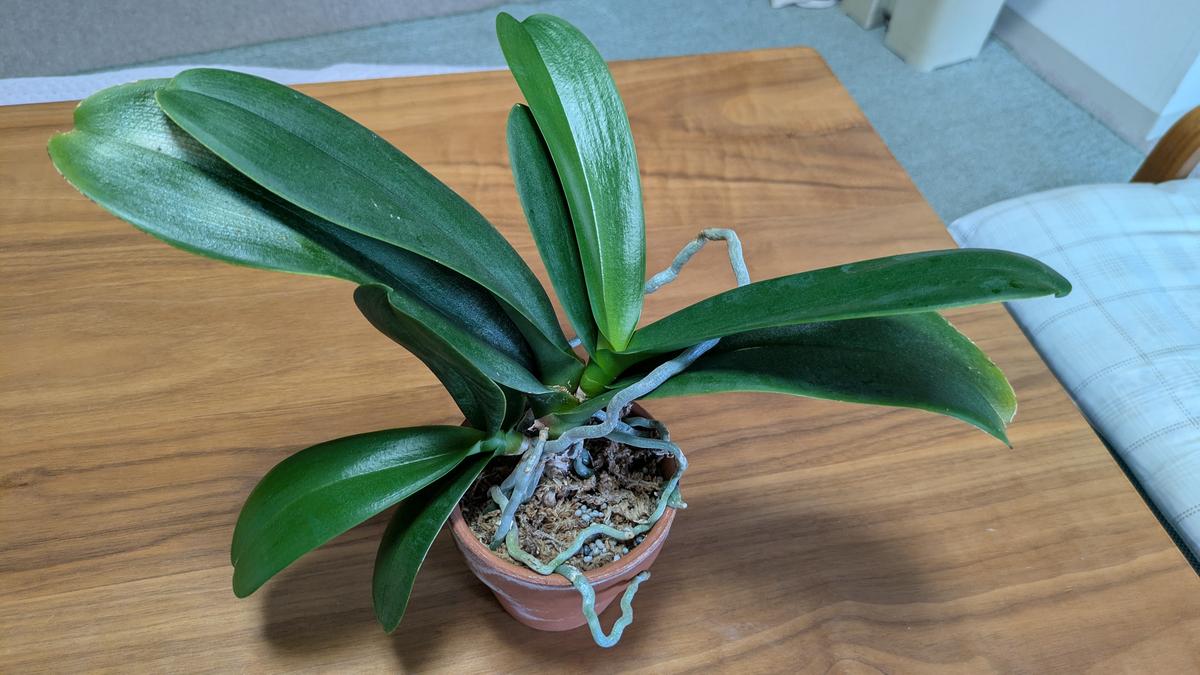 胡蝶蘭を育てているのですが脇芽が出てきてるのですがこのまま