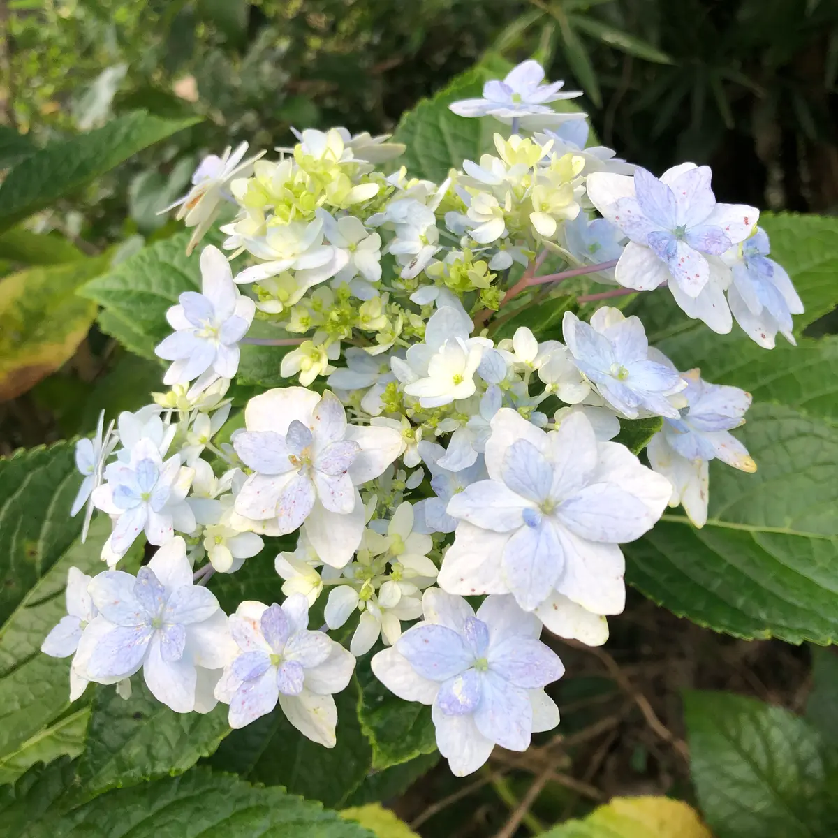 この紫陽花数年前に購入して…その頃にあまり紫陽花に興味なく