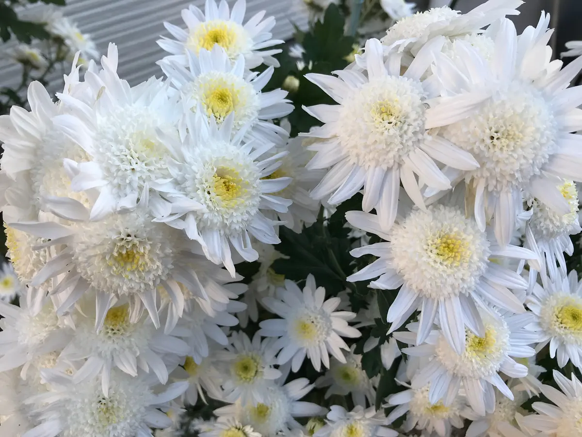 ご近所さんからいただいた菊が珍しい花びらで綺麗でしたので