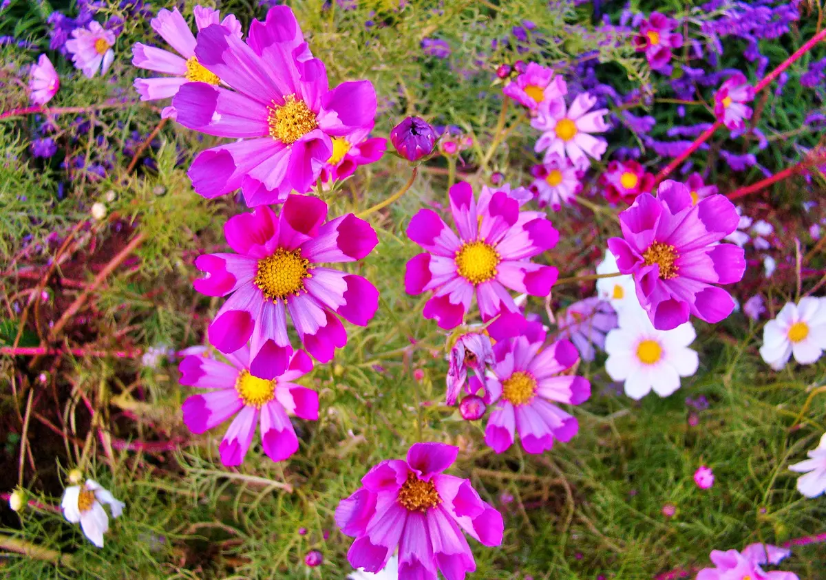 花の名前を教えて頂けませんか？菊科の花の写メを、友だちから