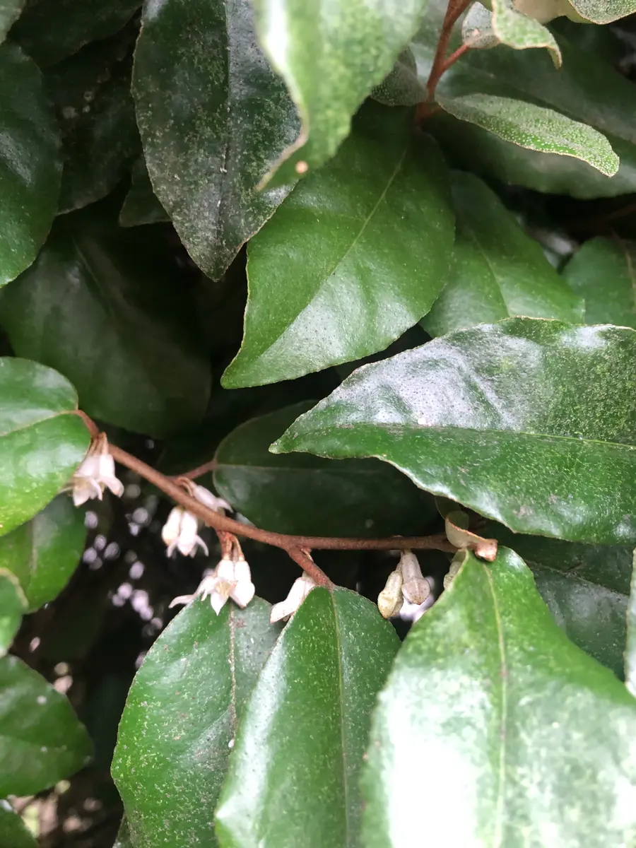 緑から黄葉する途中でしょうか丸い葉がとても綺麗な蔓植物葉｜園芸