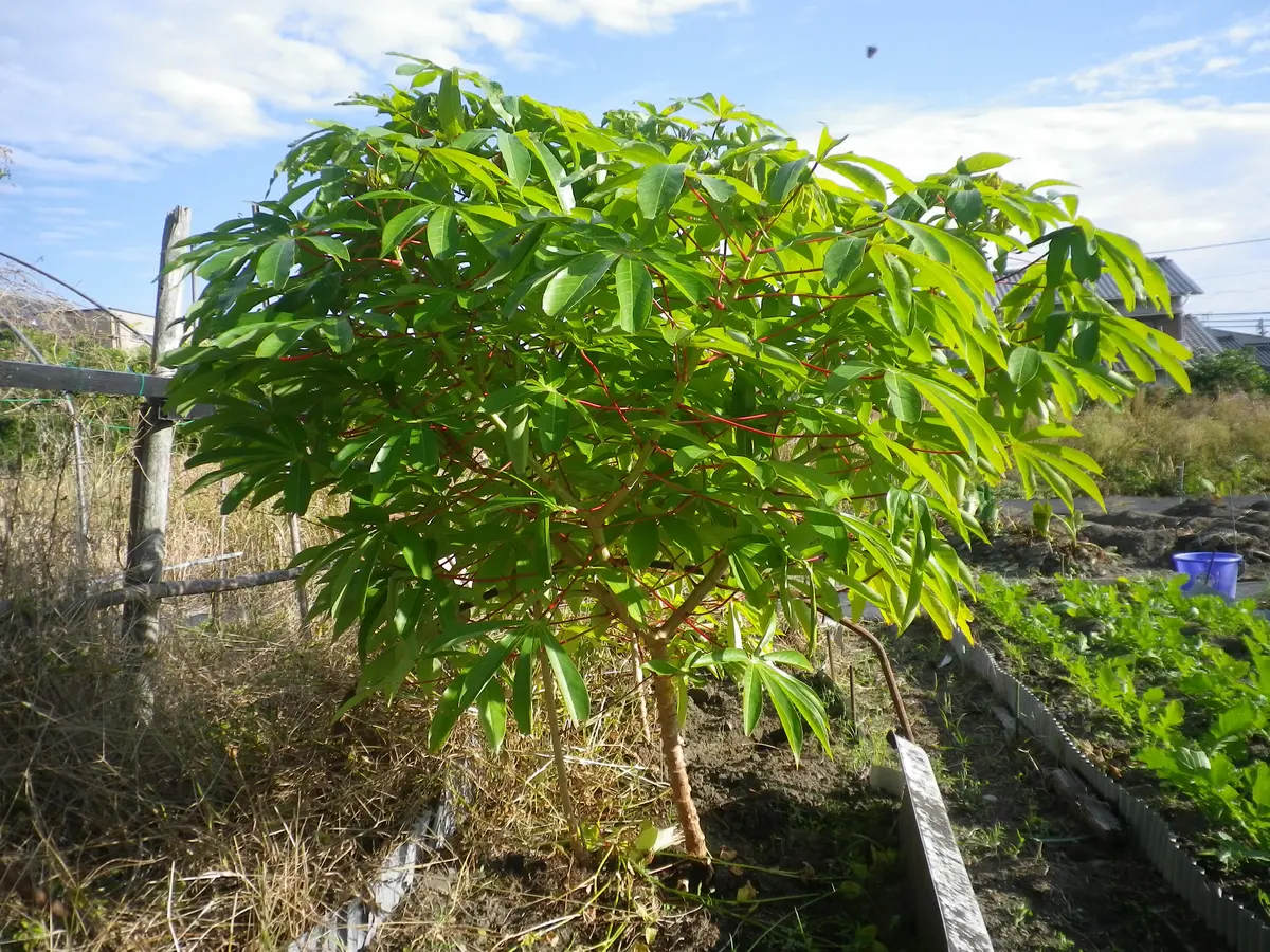 本格派ま！ キャッサバ挿し木(埋木)用100本 噛み付い その他