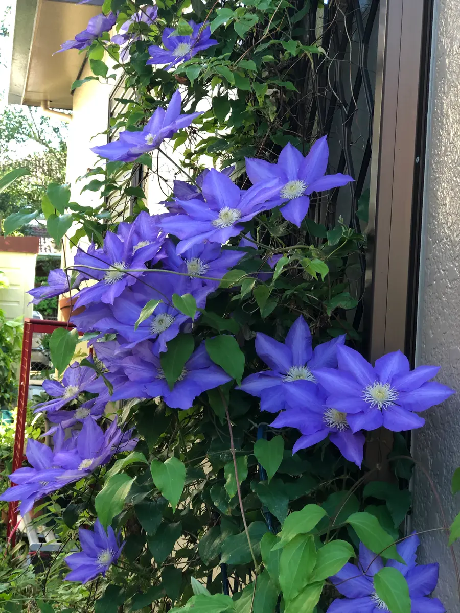 このデザインの花の名前を教えてください。これは亡き祖母の着