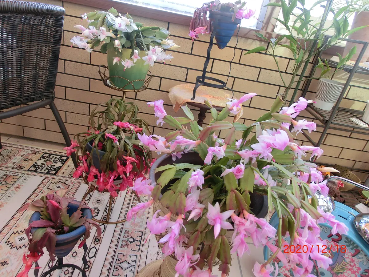 11月に購入したデンマークカクタスです。花が終わりました。葉 11月に購入したデンマークカクタスです。花が終わりました。葉