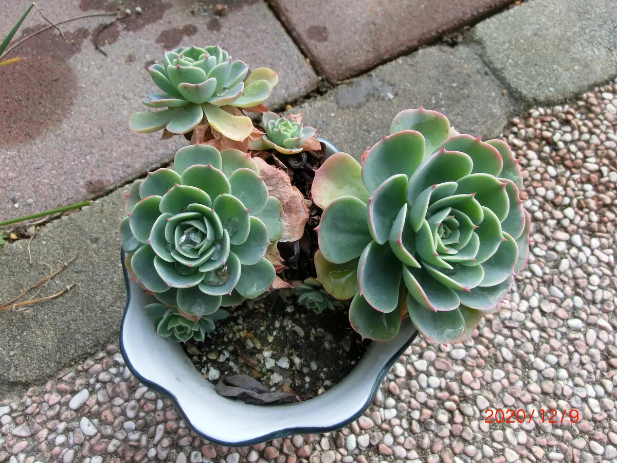 トップシータービー② カット苗エケベリア多肉植物