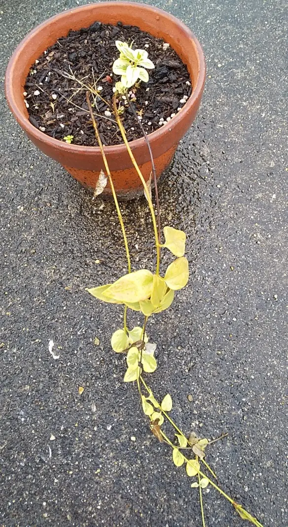 緑色の細長い葉 1月始めに撮影しましたなんと言う植物でしょうか？冬に緑の葉