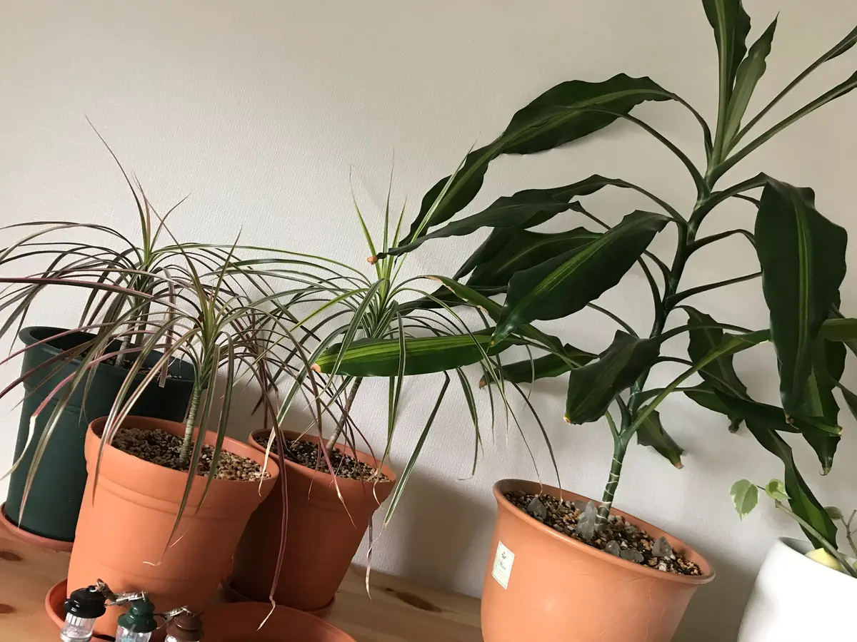 7年程前にドラセナを購入し育てています。本株から2手に分かれ