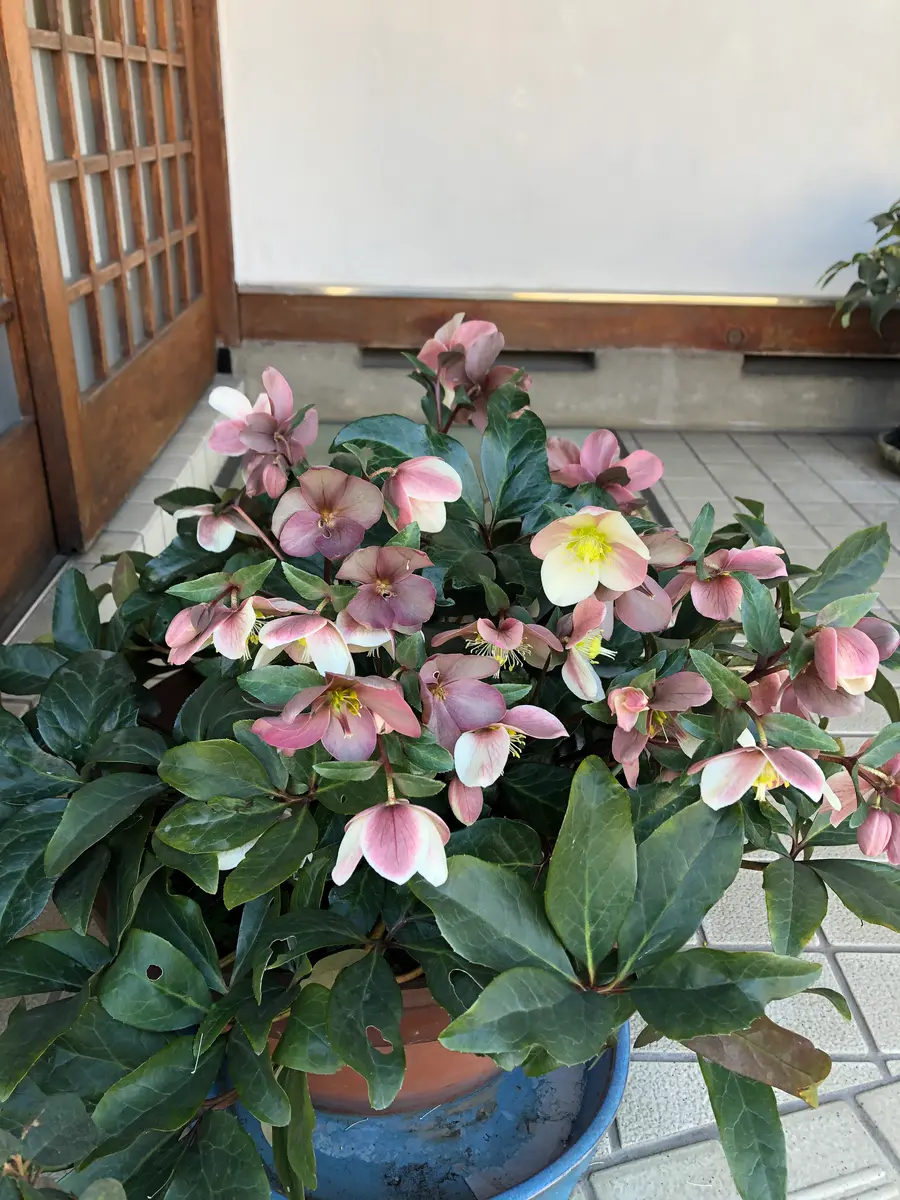 ⭐️花付き⭐️クリスマスローズ５号鉢⭐️４品種⭐️４鉢セット 4.5号鉢のクリスマスローズを購入しました。花が終わったら一｜園芸