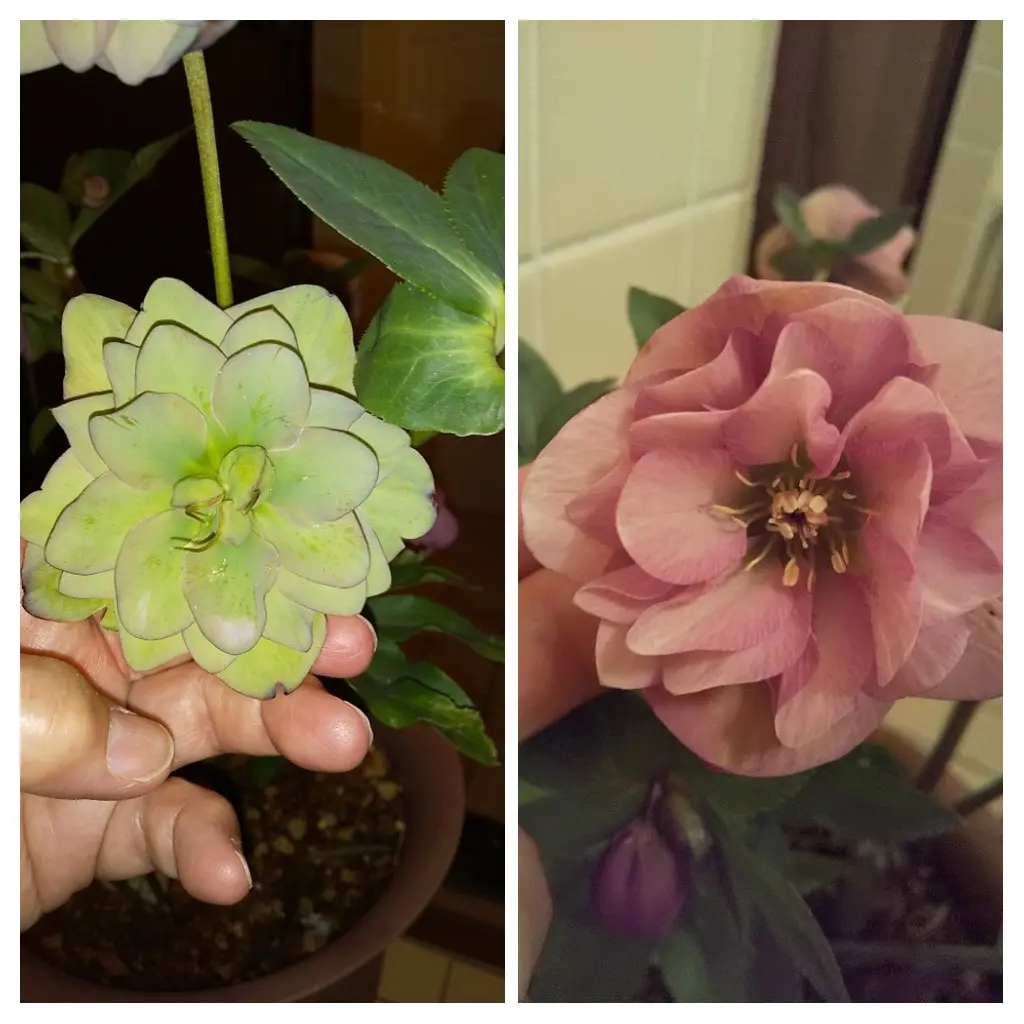 クリスマスローズの花について苗で購入して4年目のクリスマス クリスマスローズの花について苗で購入して4年目のクリスマス