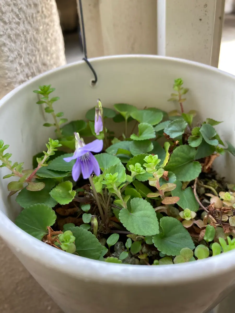 この花の名前を教えて下さい。スミレだと思うにですが、もう一