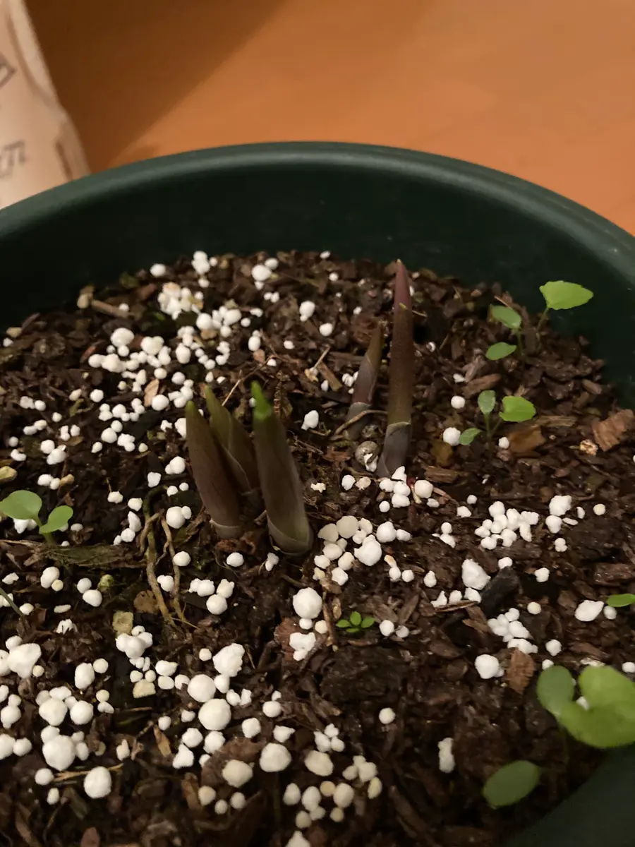 専用　すずらん　抜き苗他 専用 すずらん 抜き苗他