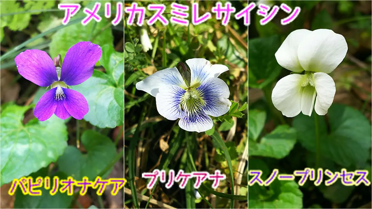 それぞれの、スミレの種類を教えてください。｜園芸相談Q＆A｜みんなの