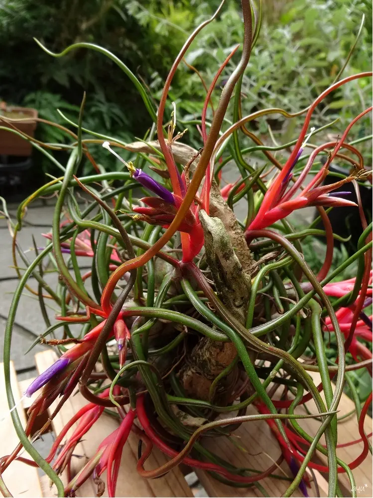 エアプランツ ブルボーサの育て方を教えて下さい。購入して｜園芸