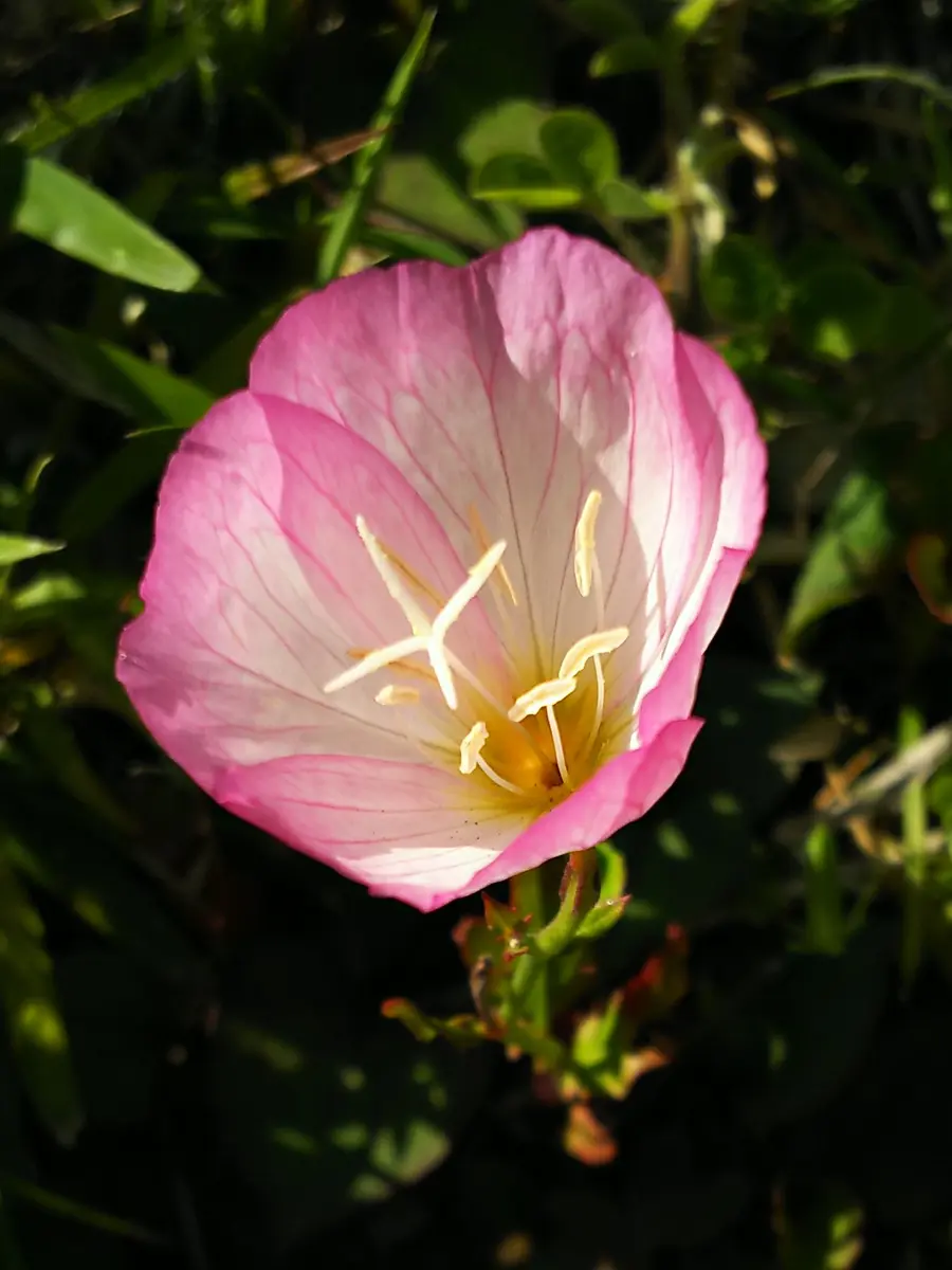 この花の名前を教えてください。ピンクと白の柔らかい雰囲気の この花の名前を教えてください。ピンクと白の柔らかい雰囲気の