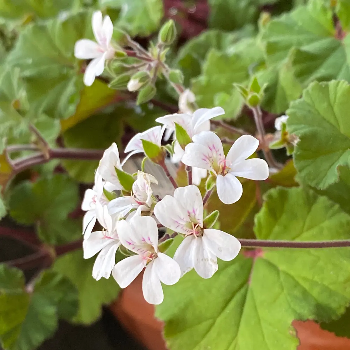 2年ほど前、ユキノシタをいただきました。今年初の花が咲いたの