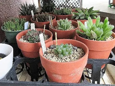 多肉植物　ミニ寄せ植え　黒のビニールポットごとで発送です 多肉植物 ミニ寄せ植え 黒のビニールポットごとで発送です