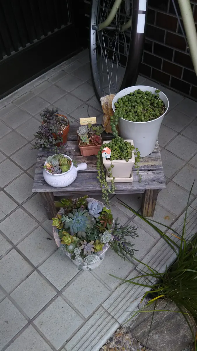 多肉植物　ミニ寄せ植え　黒のビニールポットごとで発送です 多肉植物を買ってきました。黒のビニールポットに入っているの