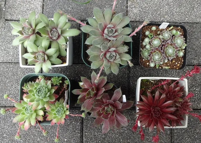 多肉植物センペルビウムクランベリーカクテルを少し前に植え替