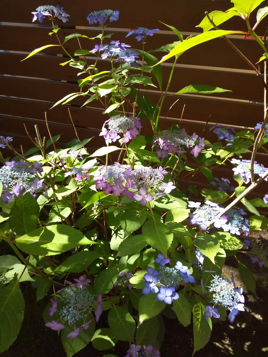 アジサイの花の色が2色になる理由についてお尋ねします。鉢植 アジサイの花の色が2色になる理由についてお尋ねします。鉢植