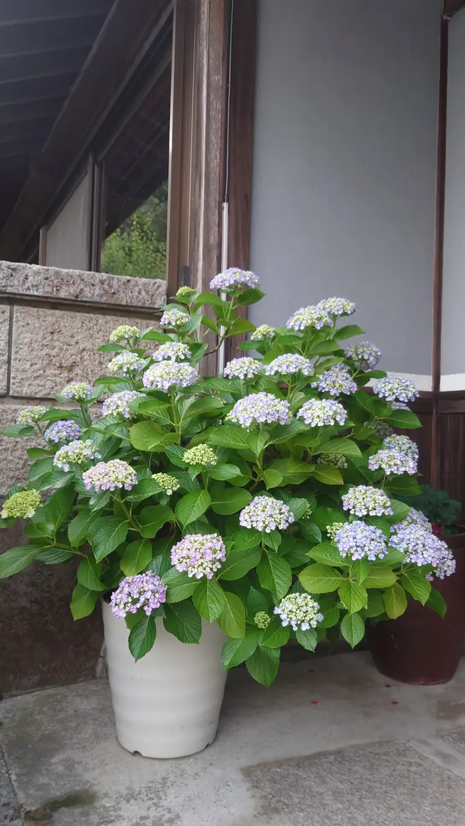 紫陽花様 10月後半まで取り置き その他